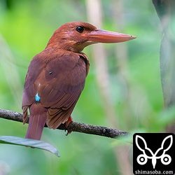 アカショウビンの成鳥メス。くちばしも黒ずみ、羽も冬羽に変わりつつありくすんでいます。