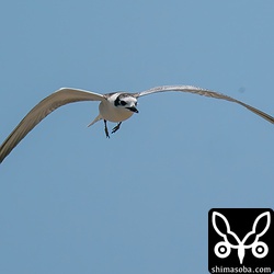 ハジロクロハラアジサシの飛翔。ほとんどの時間、飛び回っていました。