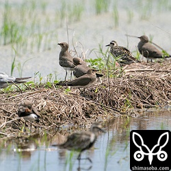 畔にはツバメチドリとクロハラアジサシとムナグロが休んでいます。