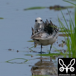 羽繕いするアカエリヒレアシシギを後ろから。