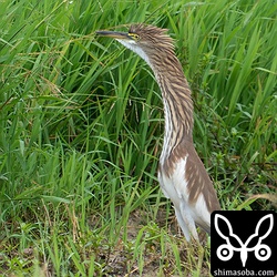 カタグロトビが現れて警戒し、頭から首にかけての羽をふくらませるアカガシラサギ。バランスがおかしなことになっています。決してふざけているわけではございません。^^;