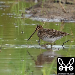 別個体のタシギ幼鳥。
