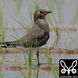 ツバメチドリ成鳥冬羽。