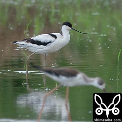 ソリハシセイタカシギはセイタカシギの行動を共にしていました。