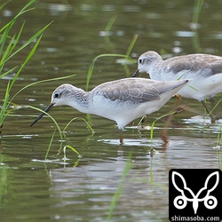 コアオアシシギ冬羽。