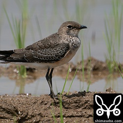 ツバメチドリ幼鳥。