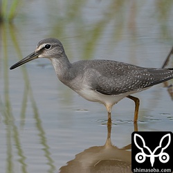 キアシシギ幼羽から第1回冬羽へ換羽中です。