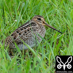 チュウジシギ幼鳥。