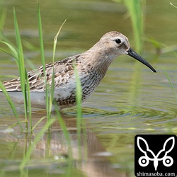 ハマシギ幼羽から第1回冬羽へ。