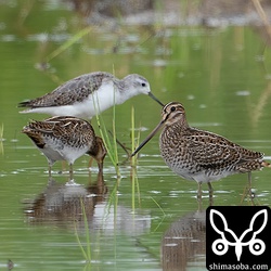 チュウジシギ幼鳥(右)とタシギ幼鳥(左)。
