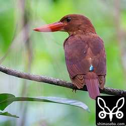 上の同個体。背中にシラミバエがついています。アカショウビンにはよくついている寄生虫ですね。