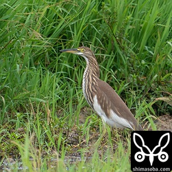 こちらは通常の状態のアカガシラサギ。まるで別の鳥のようですね。