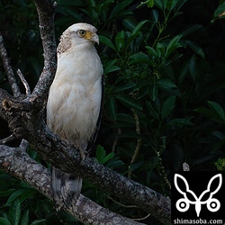 田んぼを見渡せるセンダンに止まっていた。くちばしや尾羽は泥で汚れていて自分で狩りもしているようです。
