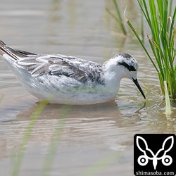 アカエリヒレアシシギは滞在中。稲の間を動き回り、写真は撮りにくいですね。