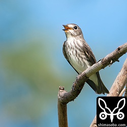 上と同個体。フライングキャッチで何かを捕まえているようでした。