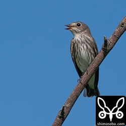 今季初となるエゾビタキ幼鳥。