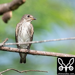 もう1羽のエゾビタキ。こちらも幼鳥です。