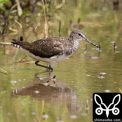 クサシギ成鳥夏羽後期。
