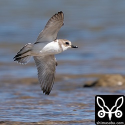 オオメダイチドリの飛翔。メダイチドリと違ってオオメダイチドリが飛ぶと足の先が尾羽をわずかに超えます。