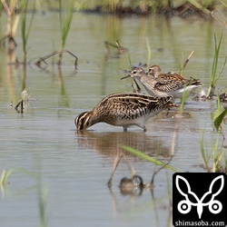 タシギ幼鳥(手前)とヒバリシギ幼鳥。