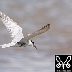 クロハラアジサシの成鳥もやってきましたが、すぐにどこかへ消えてしまいました。