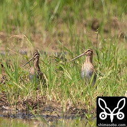 両方タシギ。ここの田んぼにはタシギが4羽いました。