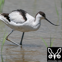 くちばしを左右に振りながら田んぼを歩いて獲物を捕まえていました。