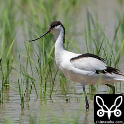 ソリハシセイタカシギ第1回冬羽。