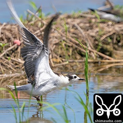 水浴びでもすると思ったのですが、このまま飛び去っていきました。