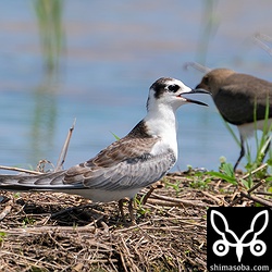 畔にはハジロクロハラアジサシやツバメチドリが休んでいます。