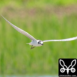 ハジロクロハラアジサシ幼鳥の飛翔。