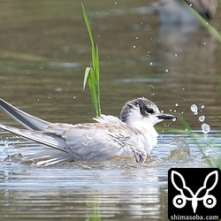水浴びするクロハラアジサシ幼鳥。