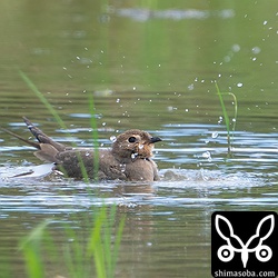 水浴びするツバメチドリ成鳥。
