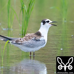 田んぼに降りたハジロクロハラアジサシ。幼羽から第1回冬羽へ換羽中の個体です。同じエリアにもう1羽、ハジロクロハラアジサシを発見しました。