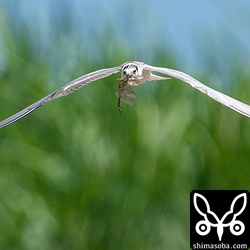 大きなギンヤンマを捕まえたクロハラアジサシの幼鳥。