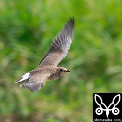 低空を飛ぶツバメチドリ成鳥。