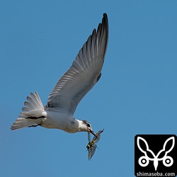 クロハラアジサシは獲物が大きすぎて何度か落としそうになっていました。
