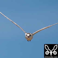 こちらへ向かってくるハジロクロハラアジサシ。