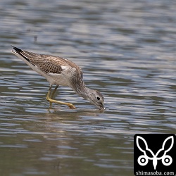 田んぼにアオアシシギの幼鳥。