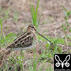 タシギ幼鳥。この時期になるとジシギのうちタシギが大半を占めます。