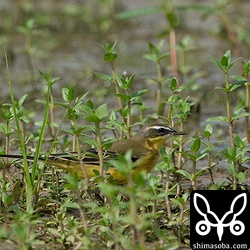 マミジロツメナガセキレイ成鳥オス。まだ夏羽です。