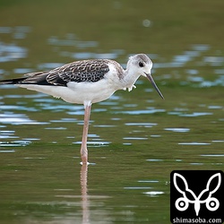 セイタカシギの幼鳥。幼羽が美しいです。くちばしも成鳥に比べると若干短く見えます。