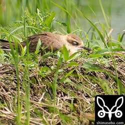 しゃがんで眠ってしまいました。