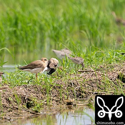 オオチドリとツバメチドリ。両種とも大きさは変わりません。