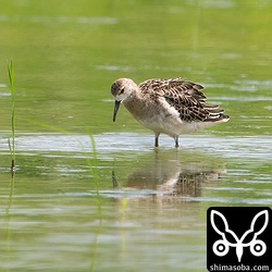 エリマキシギのメス幼鳥。