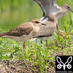 疲れた表情で渡ってきたばかりだと思われます。