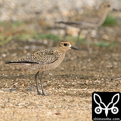 ムナグロ幼鳥。幼鳥は今季初確認。
