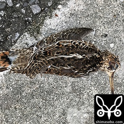 路上で死んでいたハリオシギ。足の先が尾羽を超えます。