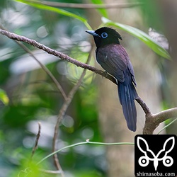 ウリミバエの不妊虫放飼カゴ周りに数羽が集まっていたサンコウチョウ。ほかにもエゾビタキやキセキレイ、ムシクイなどがウリミバエを狙っていました。