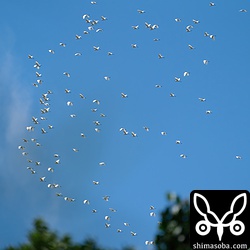 アマサギとコサギの群れ。大小さまざまな群れがやってきて渡りの勇壮さを感じさせてくれました。